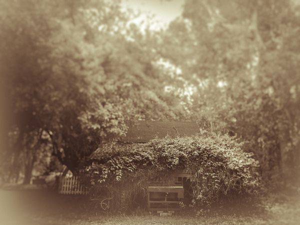 © Sharon Madden Harkness - Image from the Gracewood photography project