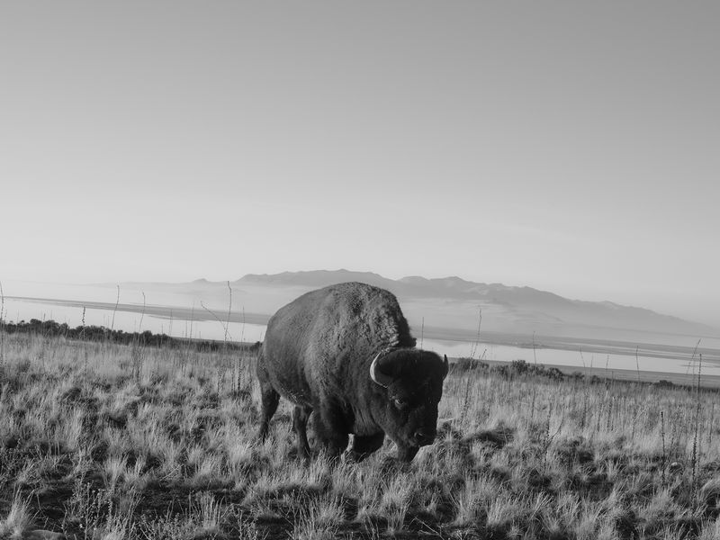 © Taylor Galloway - Aslan, 2022