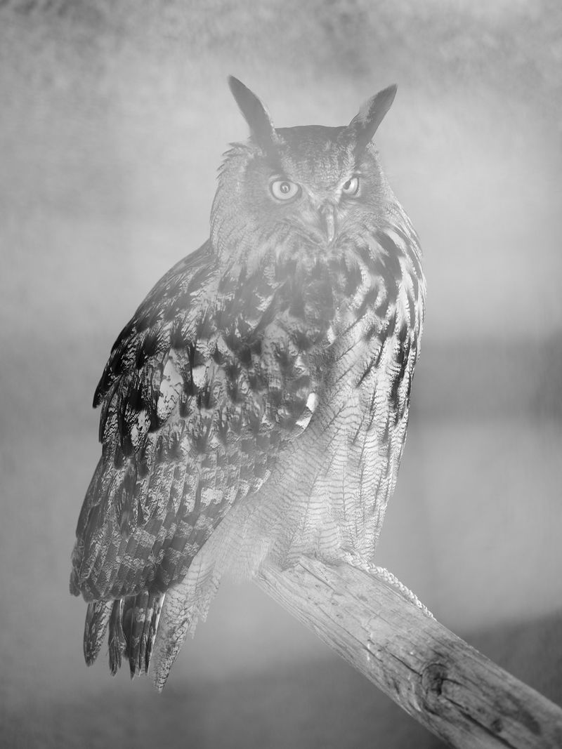 © Taylor Galloway - The Ballad of Stinky The Owl, 2023