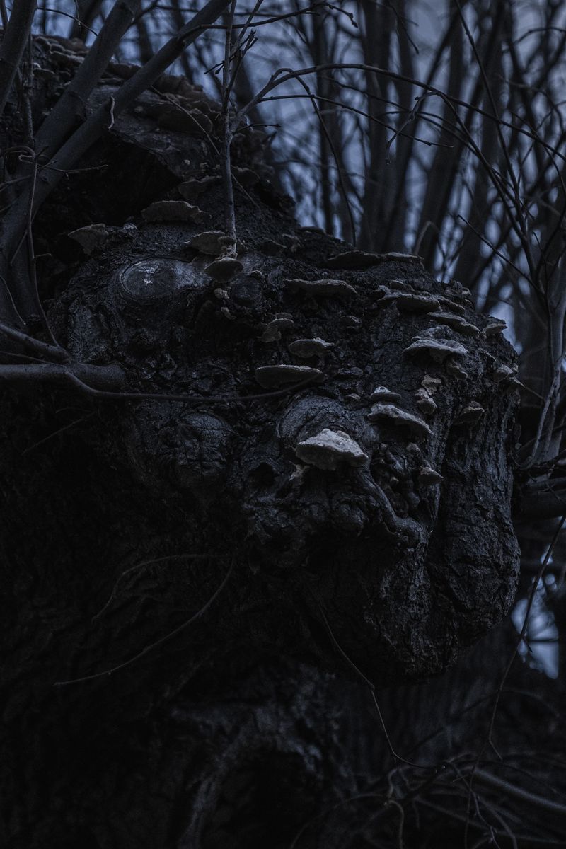 © Chiara Ventola - Sicignano degli Alburni, December 2022.