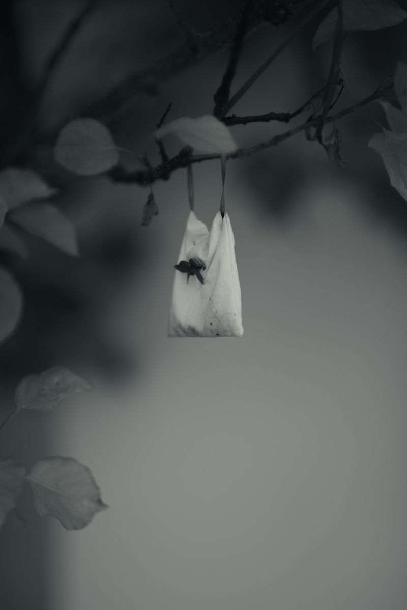 © Chiara Ventola - Colobraro, June 2023.