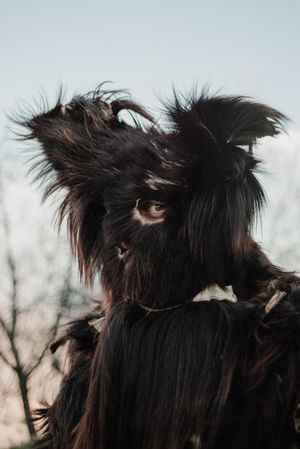 Lucanian Suggestions