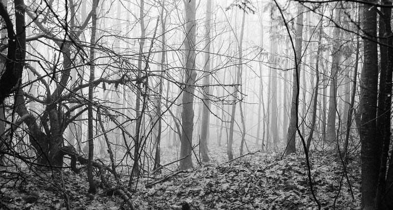 © William Wilson - brush