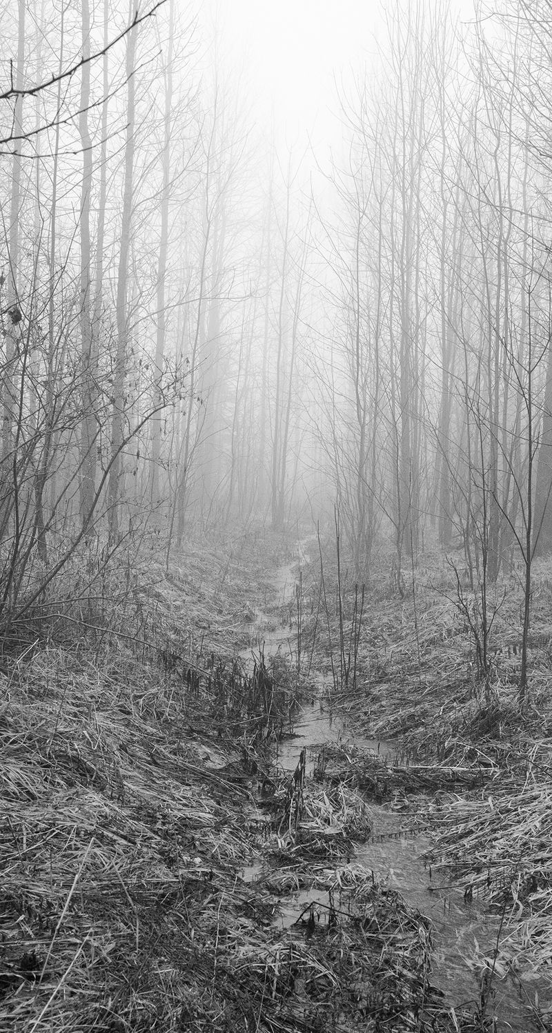 © William Wilson - stream