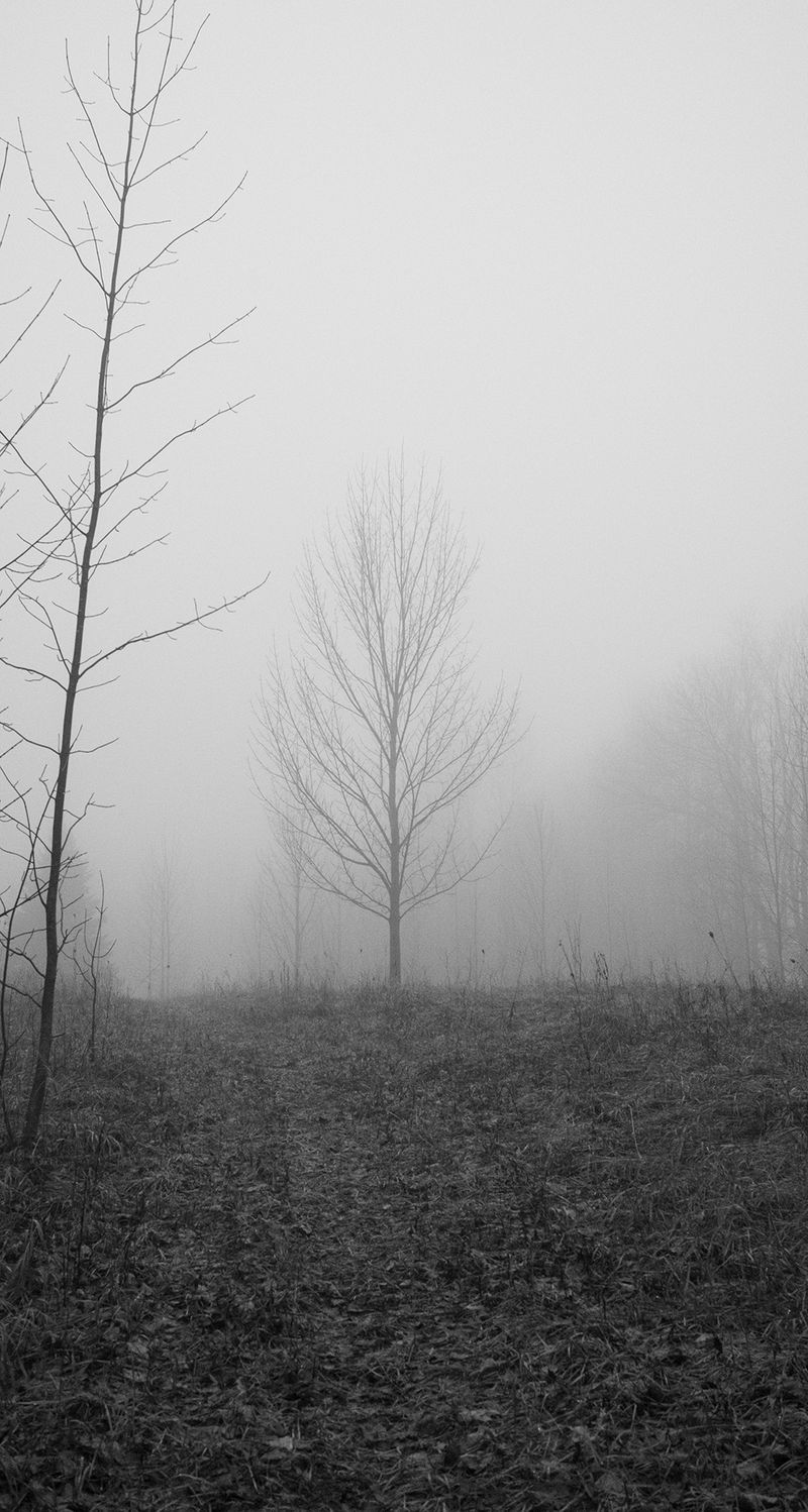 © William Wilson - tree in distance