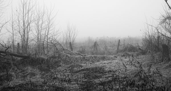 © William Wilson - swamp