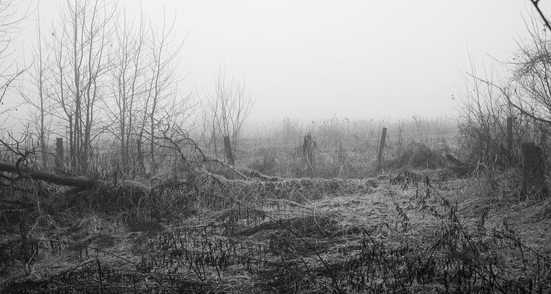 © William Wilson - swamp