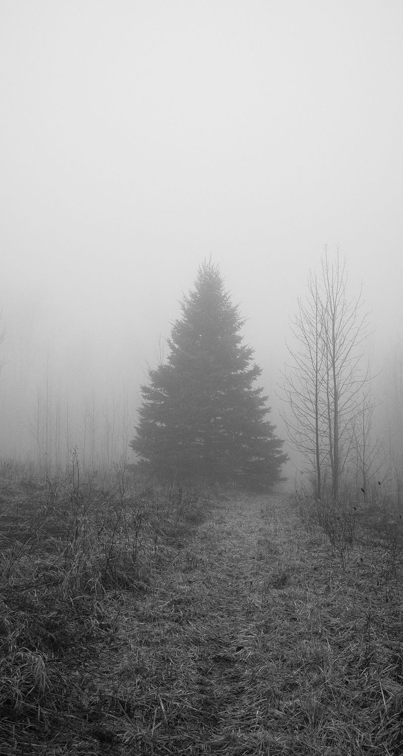 © William Wilson - tree