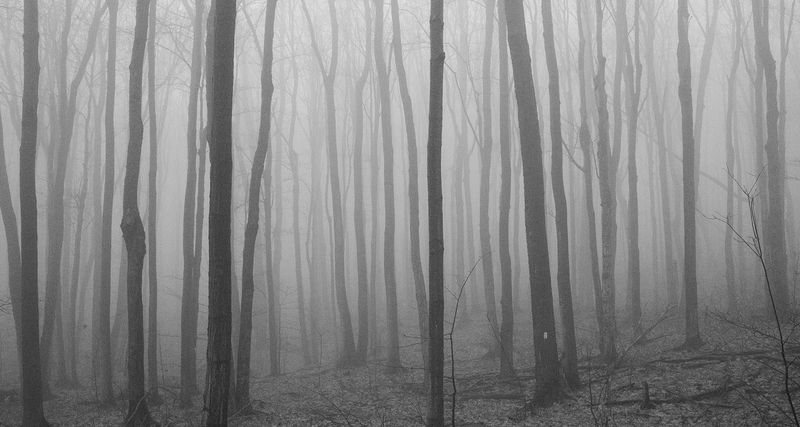 © William Wilson - fog