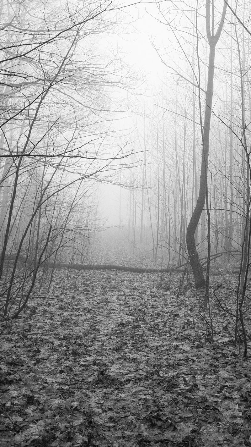 © William Wilson - path