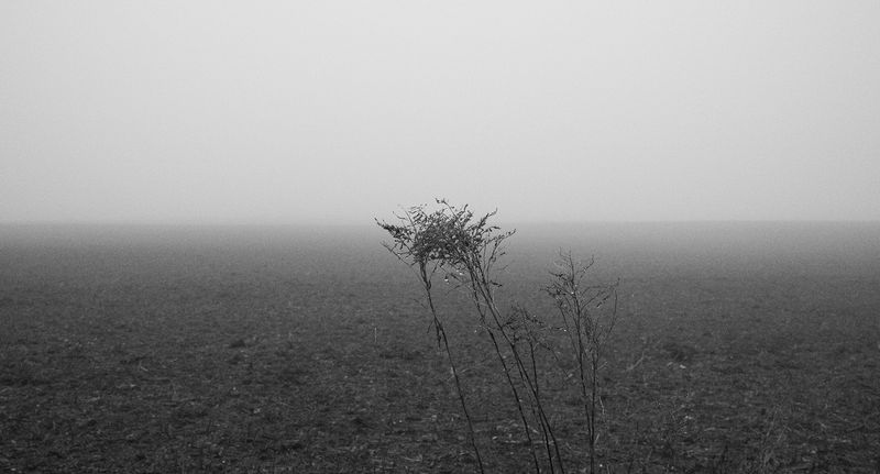 © William Wilson - flora