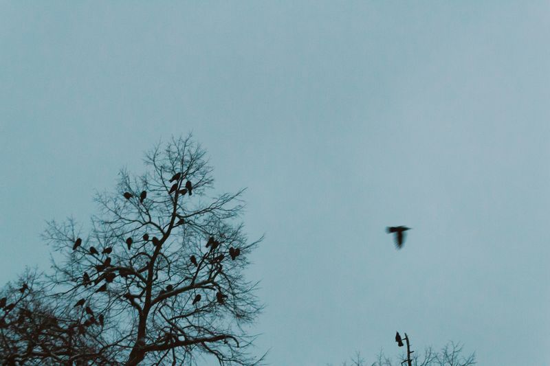 © Olena Lemberska - December