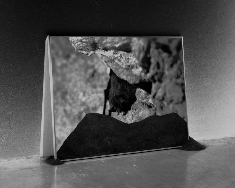 © Joshua Mokry - White-Nose Syndrome, Archival inkjet print, 25x20", 2026