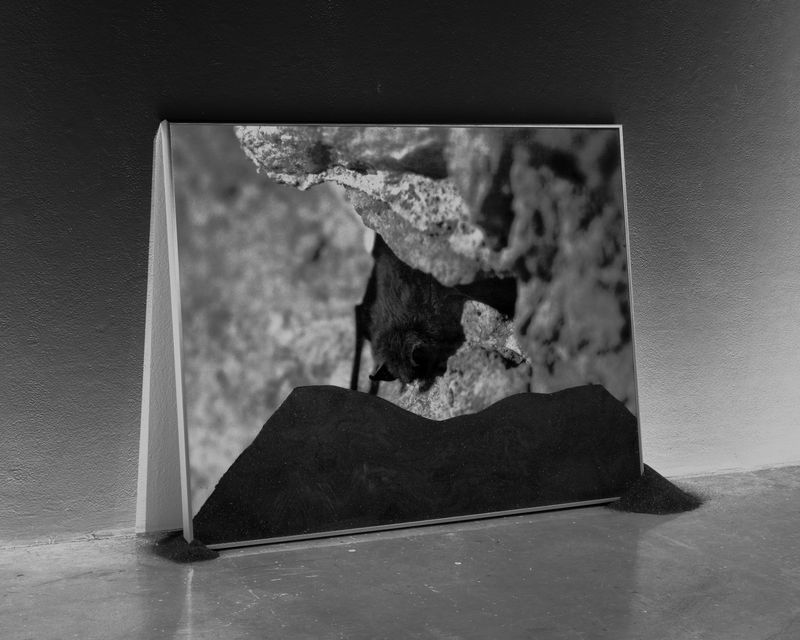 © Joshua Mokry - White-Nose Syndrome, Archival inkjet print, 25x20", 2026