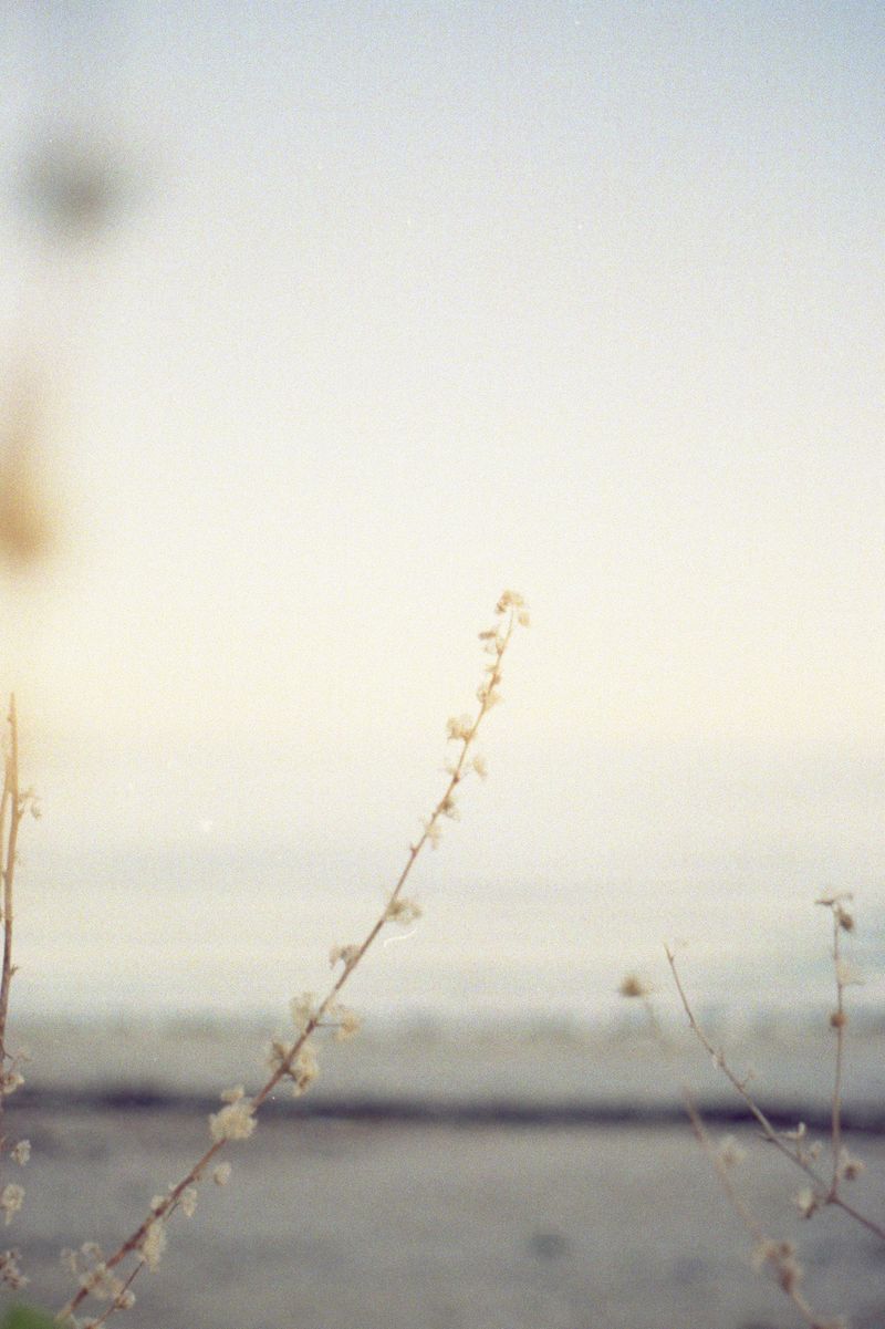 © Amber Marie - Gylly flowers
