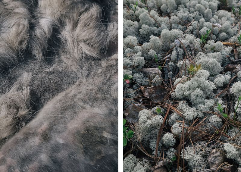 © Natasha Budantseva - The skin of a molting deer and the moss they feed on.