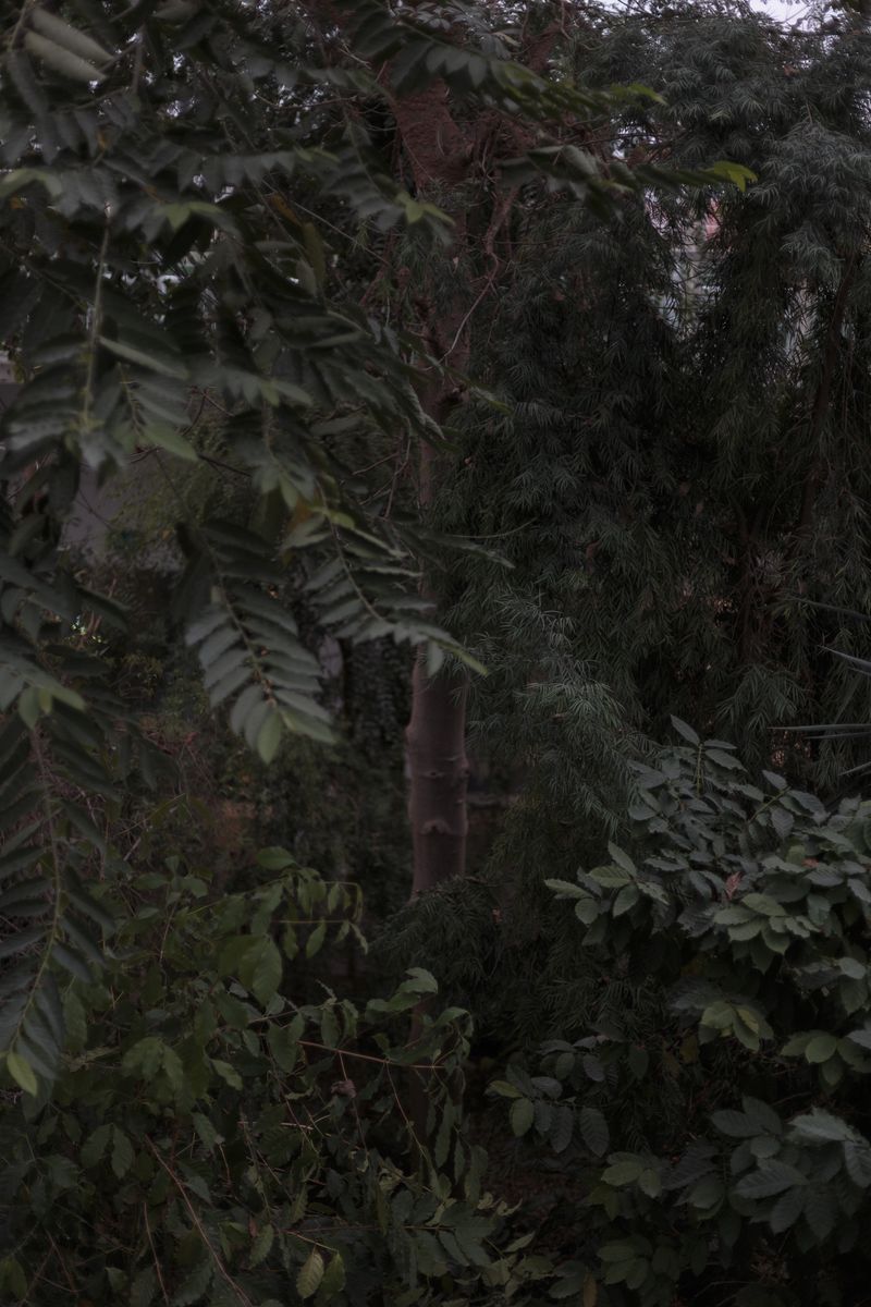 © Federica Baruffi - Image from the Nature is only a zoo photography project