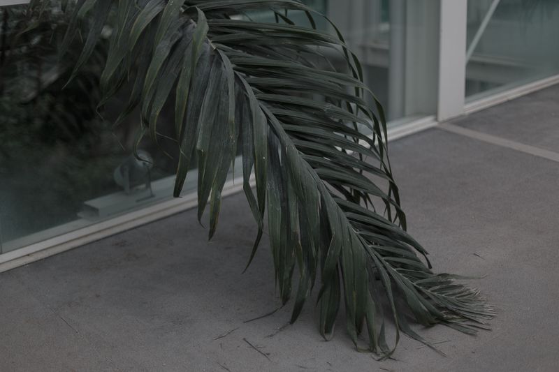 © Federica Baruffi - Image from the Nature is only a zoo photography project
