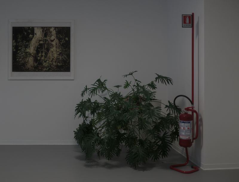 © Federica Baruffi - Image from the Nature is only a zoo photography project