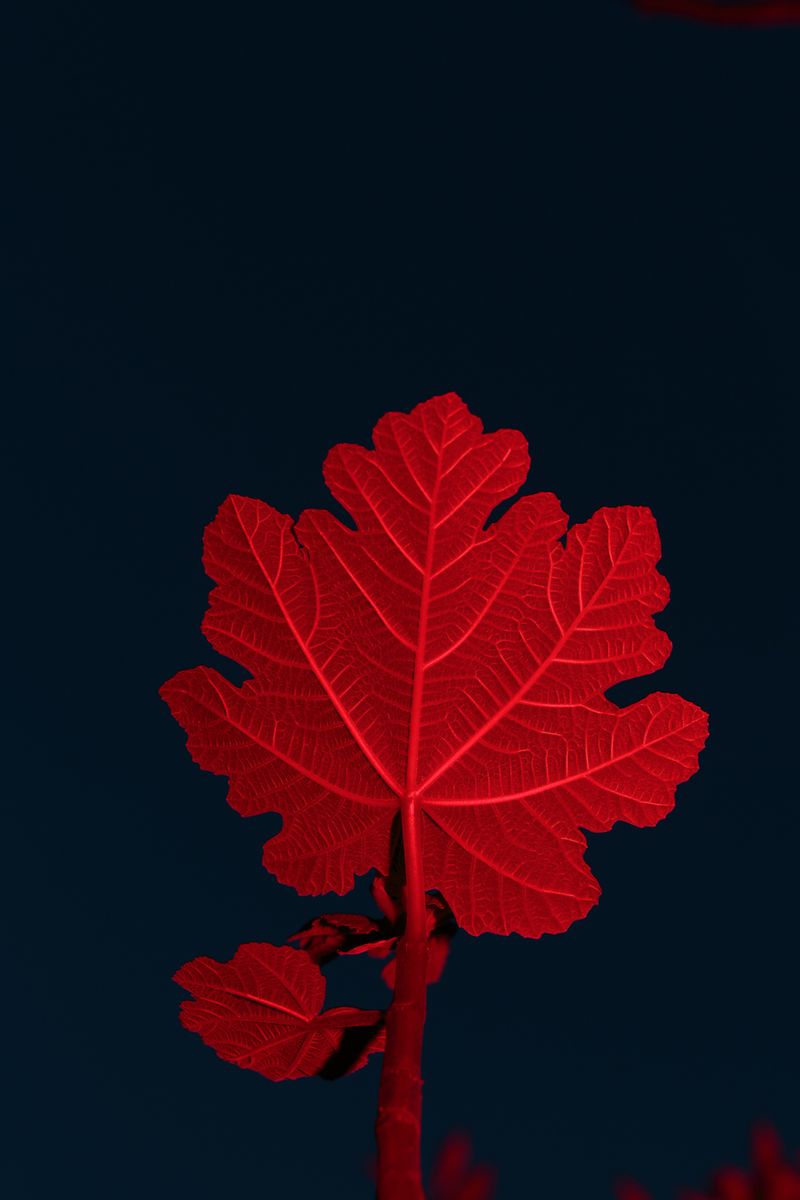 © Federica Baruffi - Image from the L.I.M.B.O. photography project