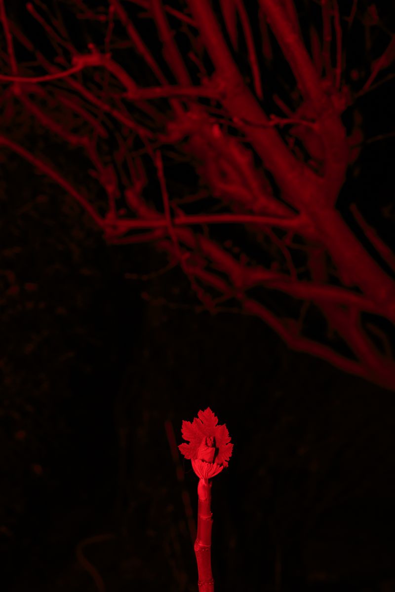 © Federica Baruffi - Image from the L.I.M.B.O. photography project