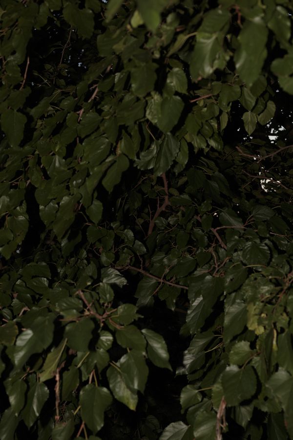 © Federica Baruffi - Image from the Organised Chaos photography project