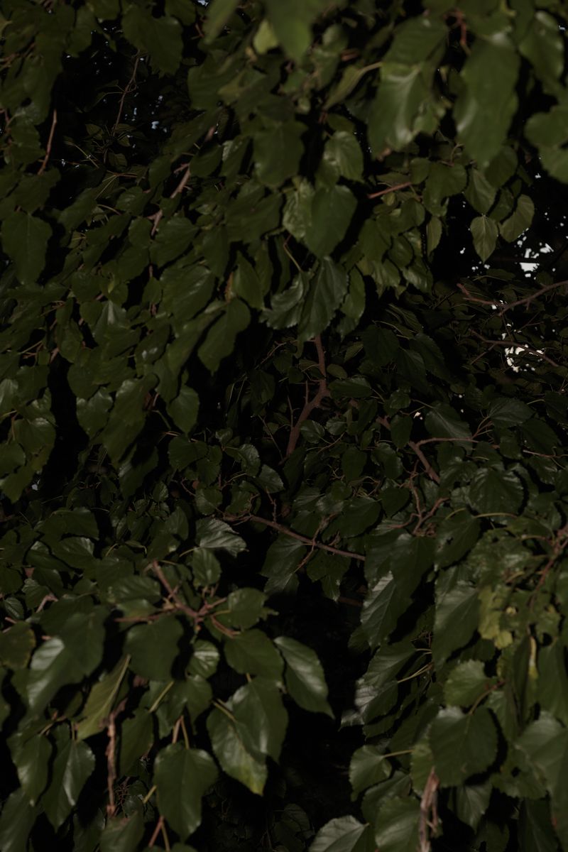 © Federica Baruffi - Image from the Organised Chaos photography project