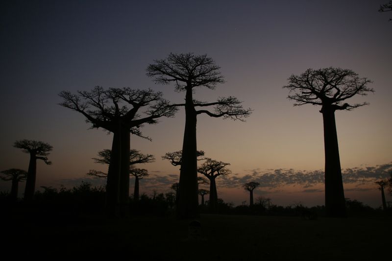 Mada baobab