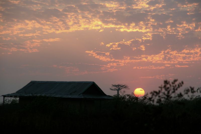 Mada baobab