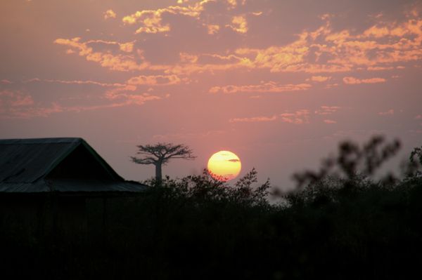 Mada baobab