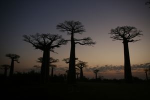 Mada baobab