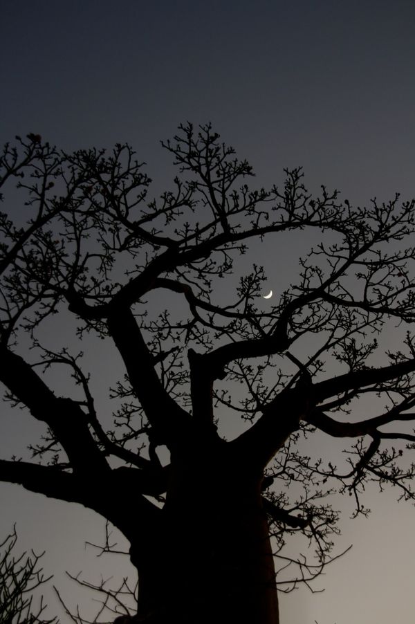 © Aurore Rivoalan - Image from the Baobab Avenue photography project