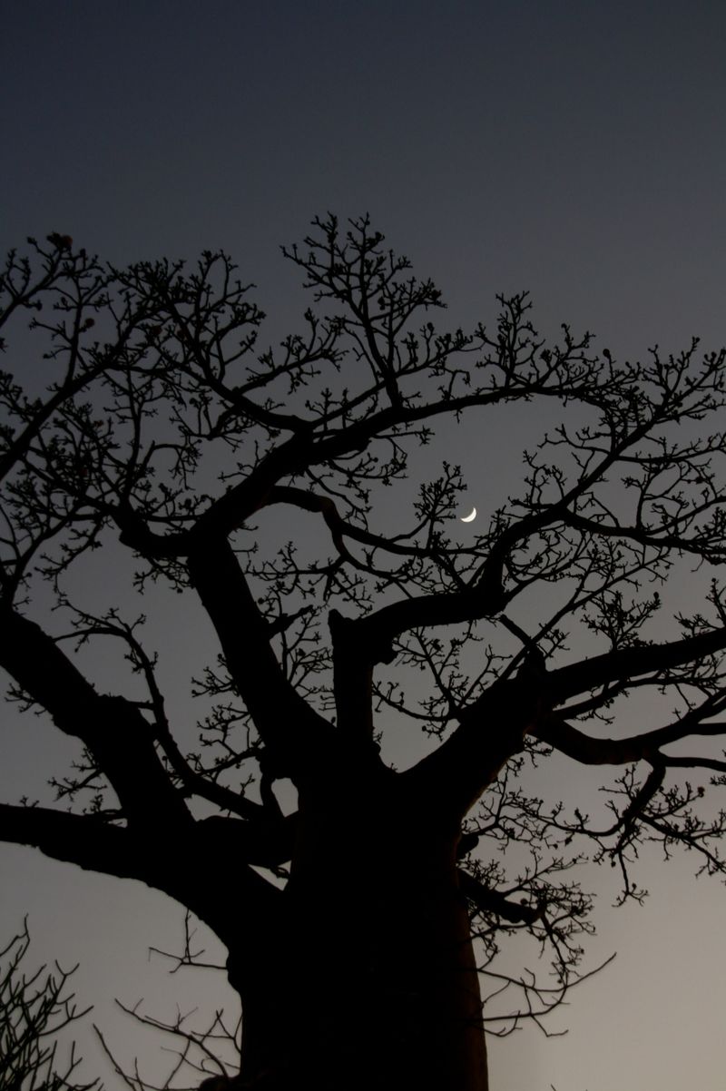 © Aurore Rivoalan - Image from the Baobab Avenue photography project