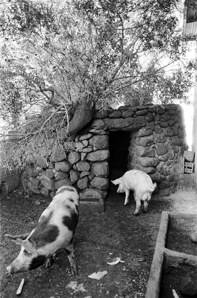 © Federica Falcone - Image from the Carabidda photography project