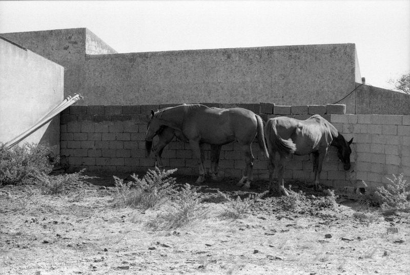 © Federica Falcone - Image from the La mora e il cavallo photography project