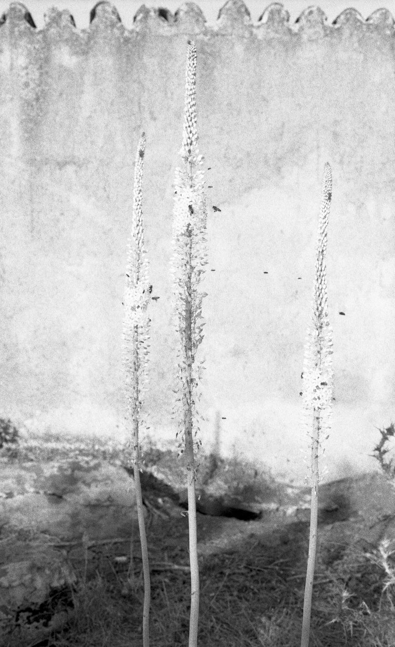 © Federica Falcone - Image from the La mora e il cavallo photography project