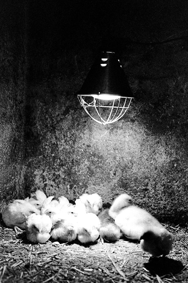 © Federica Falcone - Image from the La mora e il cavallo photography project