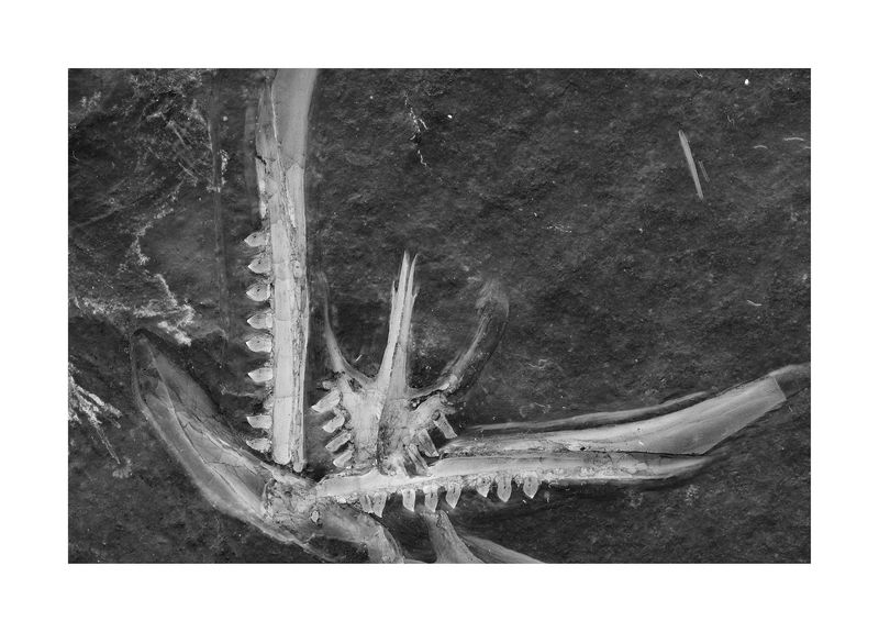 © Simon Sola Holischka - Archaeopteryx Lithographica, 11th specimen, detail of skull remains with upper and lower jaw