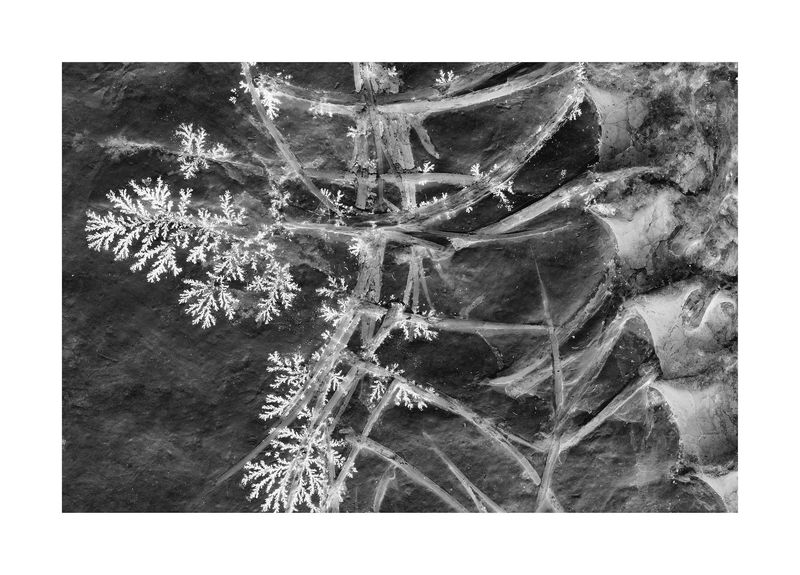 © Simon Sola Holischka - Archaeopteryx Lithographica, 11th specimen, detail of ribs, abdominal ribs and spine