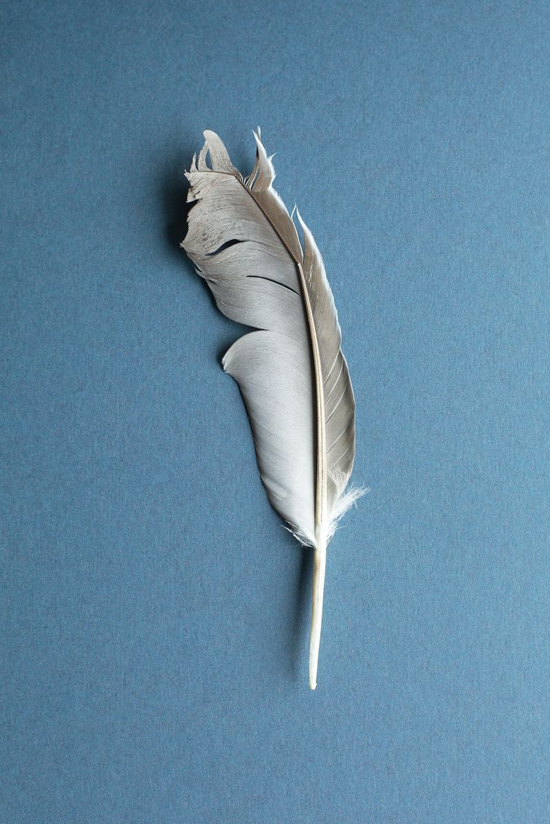 © Simon Sola Holischka - bent dove feather on blue background, underside
