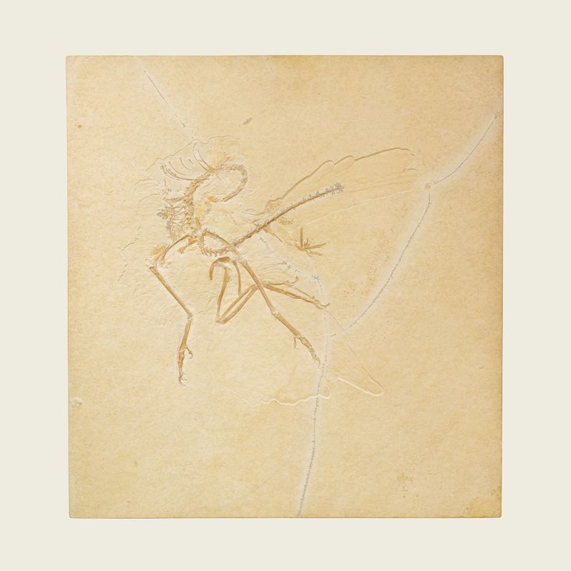 © Simon Sola Holischka - Archaeopteryx Lithographica, 11th specimen, color version