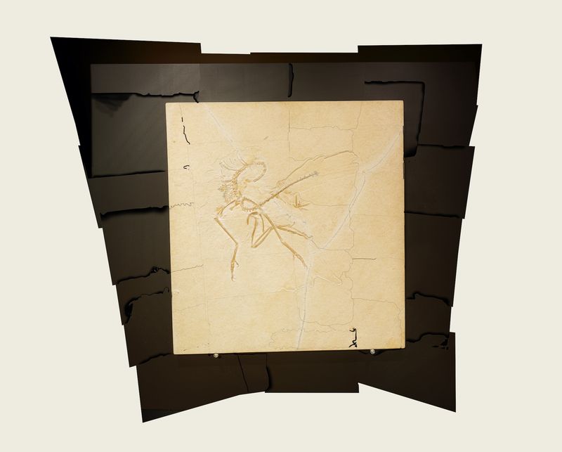 © Simon Sola Holischka - Archaeopteryx Lithographica, 11th specimen, visualization of working process