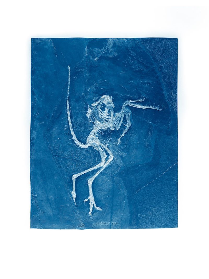 © Simon Sola Holischka - Wellnhoferia Grandis, Solnhofen Specimen, cyan version