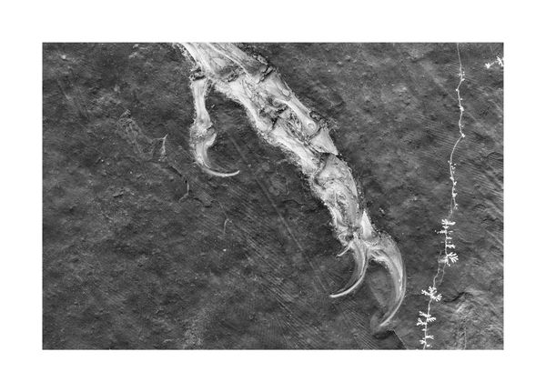 © Simon Sola Holischka - Archaeopteryx Lithographica, 11th specimen, detail of claws and feathers