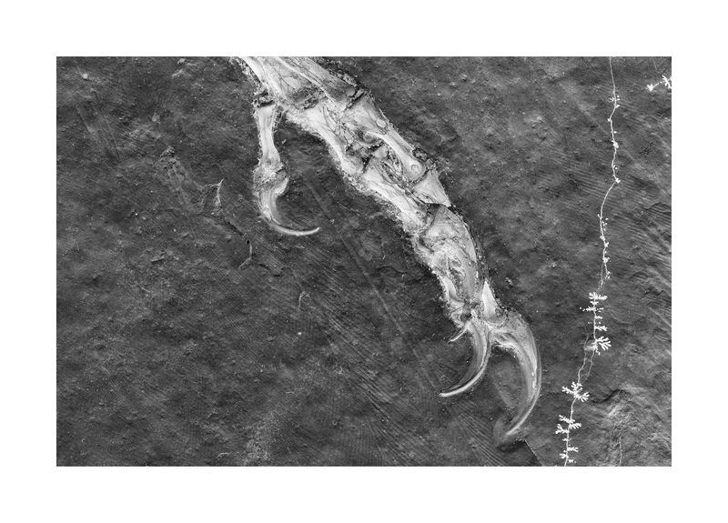 © Simon Sola Holischka - Archaeopteryx Lithographica, 11th specimen, detail of claws and feathers