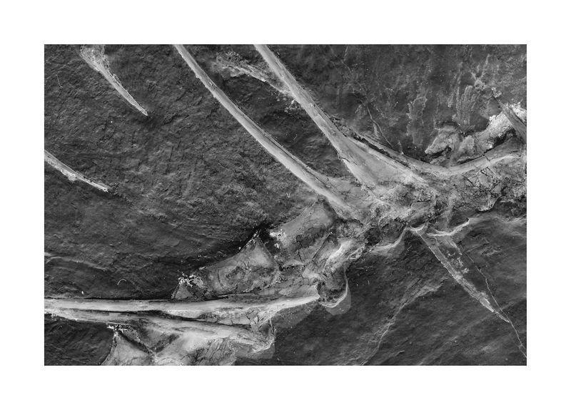 © Simon Sola Holischka - Archaeopteryx Lithographica, 11th specimen, detail of spine and ribs