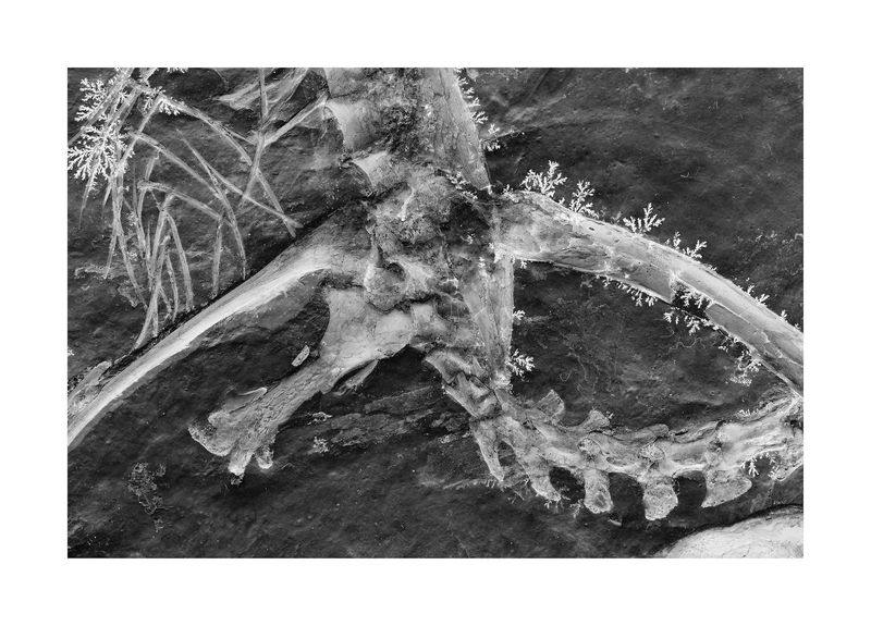 © Simon Sola Holischka - Archaeopteryx Lithographica, 11th specimen, detail of pelvis