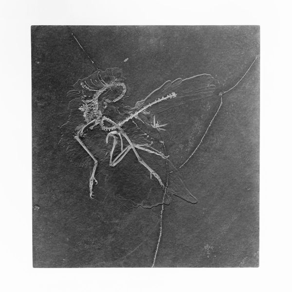 © Simon Sola Holischka - Archaeopteryx Lithographica, 11th specimen, monochrome