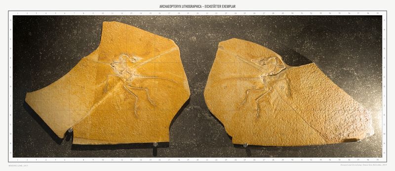 © Simon Sola Holischka - Image from the Missing Link photography project