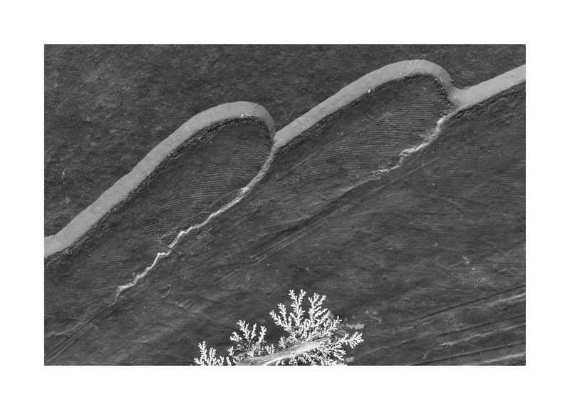 © Simon Sola Holischka - Archaeopteryx Lithographica, 11th specimen, detail of tail feathers and caudal vertebra